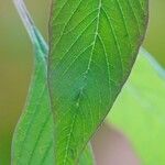 Amaranthus caudatus Φύλλο