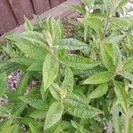 Buddleja davidiiFolha