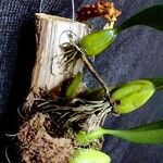 Bulbophyllum crassipes പുറംതൊലി