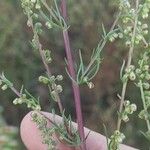 Artemisia campestris ഇല