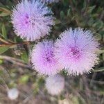 Melaleuca nesophilaŽiedas