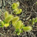 Salix sitchensis Habitus