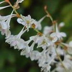 Fallopia baldschuanica Flower