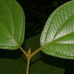 Loreya mespiloides Leaf