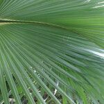 Sabal palmetto 葉