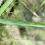 Bambusa vulgaris Лист