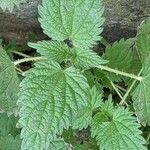 Urtica dioica Blad