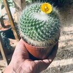 Mammillaria hahnianaपत्ता