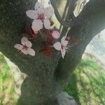 Prunus cerasifera Virág