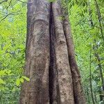 Ficus osensis Corteza