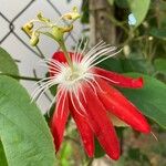 Passiflora coccinea Floro