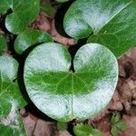 Asarum europaeum 葉