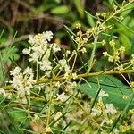 Acacia linifolia Flower