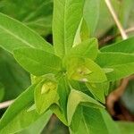 Euphorbia dulcis फूल
