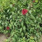 Cestrum elegans Natur