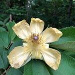 Luehea candida Flor