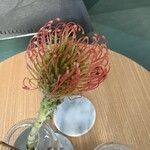 Leucospermum cordifolium Flower