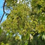 Idesia polycarpa Fruit