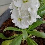 Matthiola incana Blomst