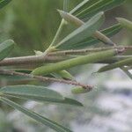 Indigofera lespedezioides Frukt