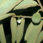 Annona paludosa ഫലം