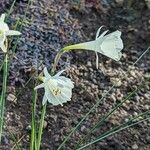 Narcissus cantabricus Kwiat