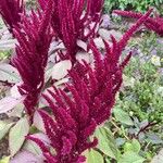 Amaranthus hypochondriacusBlüte