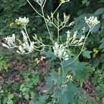 Arnoglossum atriplicifolium Цветок