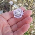 Scabiosa atropurpurea花