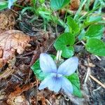 Viola riviniana Flower