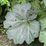 Gunnera insignis Leaf