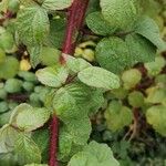 Rubus phoenicolasius Folha