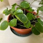 Pilea peperomioides Leaf