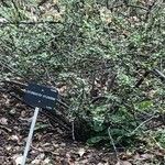 Cotoneaster splendens List