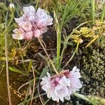 Armeria multiceps Flor