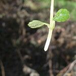 Chrysosplenium oppositifolium Blad