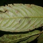 Casearia standleyana Blatt