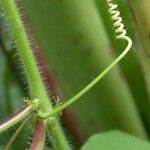 Passiflora foetida Kabuk