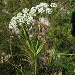 Dichoropetalum schottii Flower