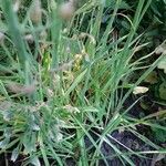 Camassia leichtlinii Hoja