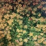 Saxifraga aphylla Blüte