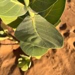Calotropis procera पत्ता