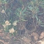 Brachylaena neriifolia Hoja