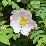 Rosa roxburghii Kwiat