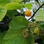 Passiflora foetida Blad