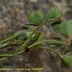 Marsilea batardae