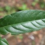 Dendrobangia boliviana Leaf