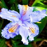 Dietes iridioides Flower