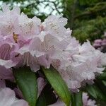Rhododendron degronianum Flower