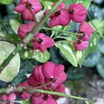 Euonymus europaeus 果實